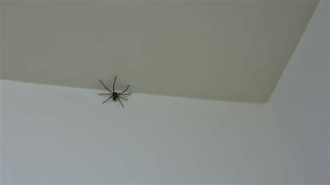 房間出現蜘蛛